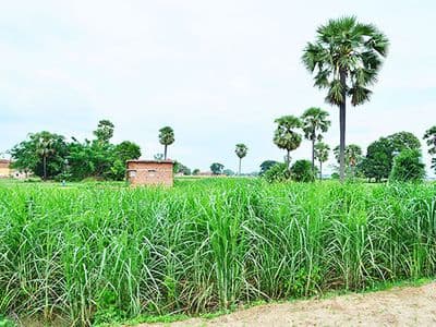 Bazidpur Photo 11